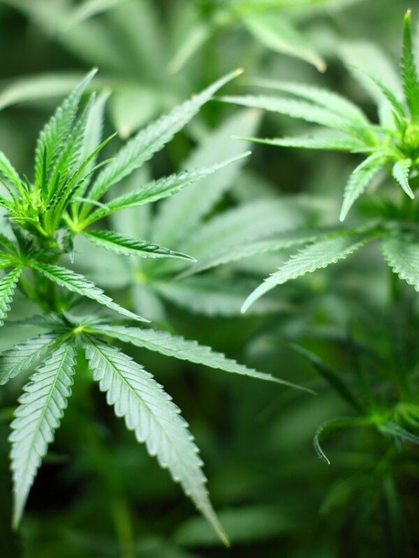 weed